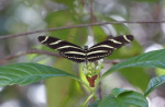 Zebravlinder